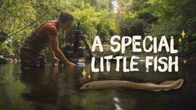 A Special Little Fish