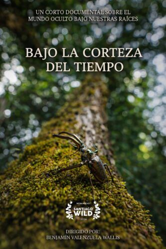 Bajo la corteza del tiempo
