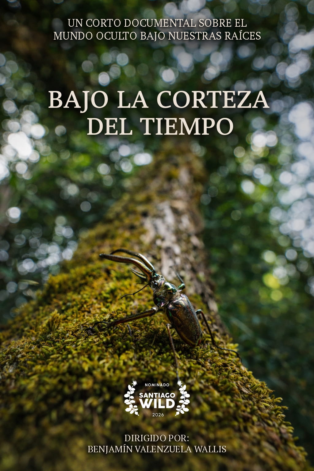 Bajo la corteza del tiempo