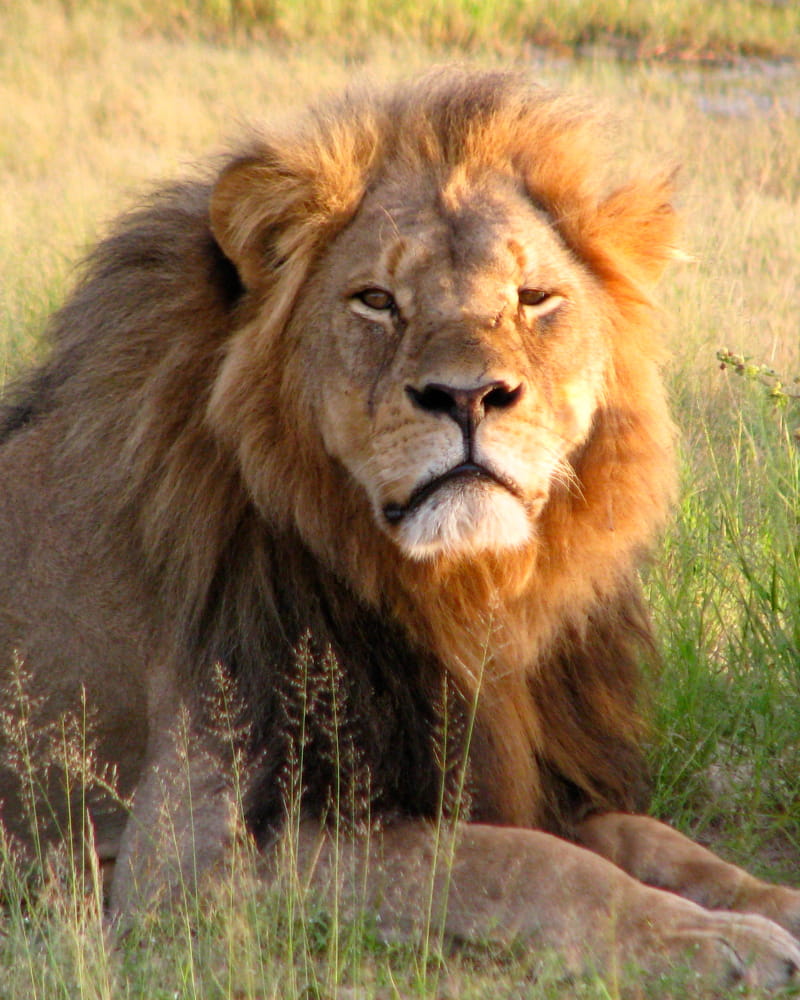 Cecil
