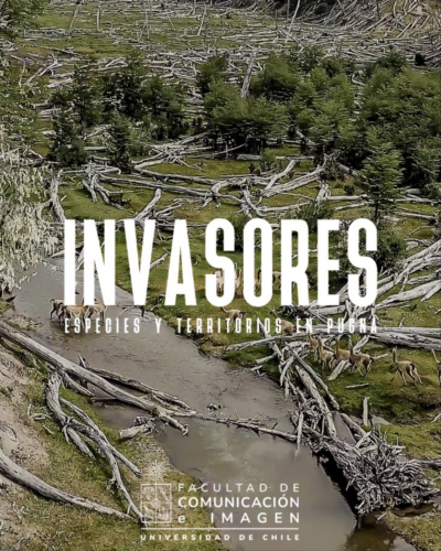 Invasores – Pino Contorta