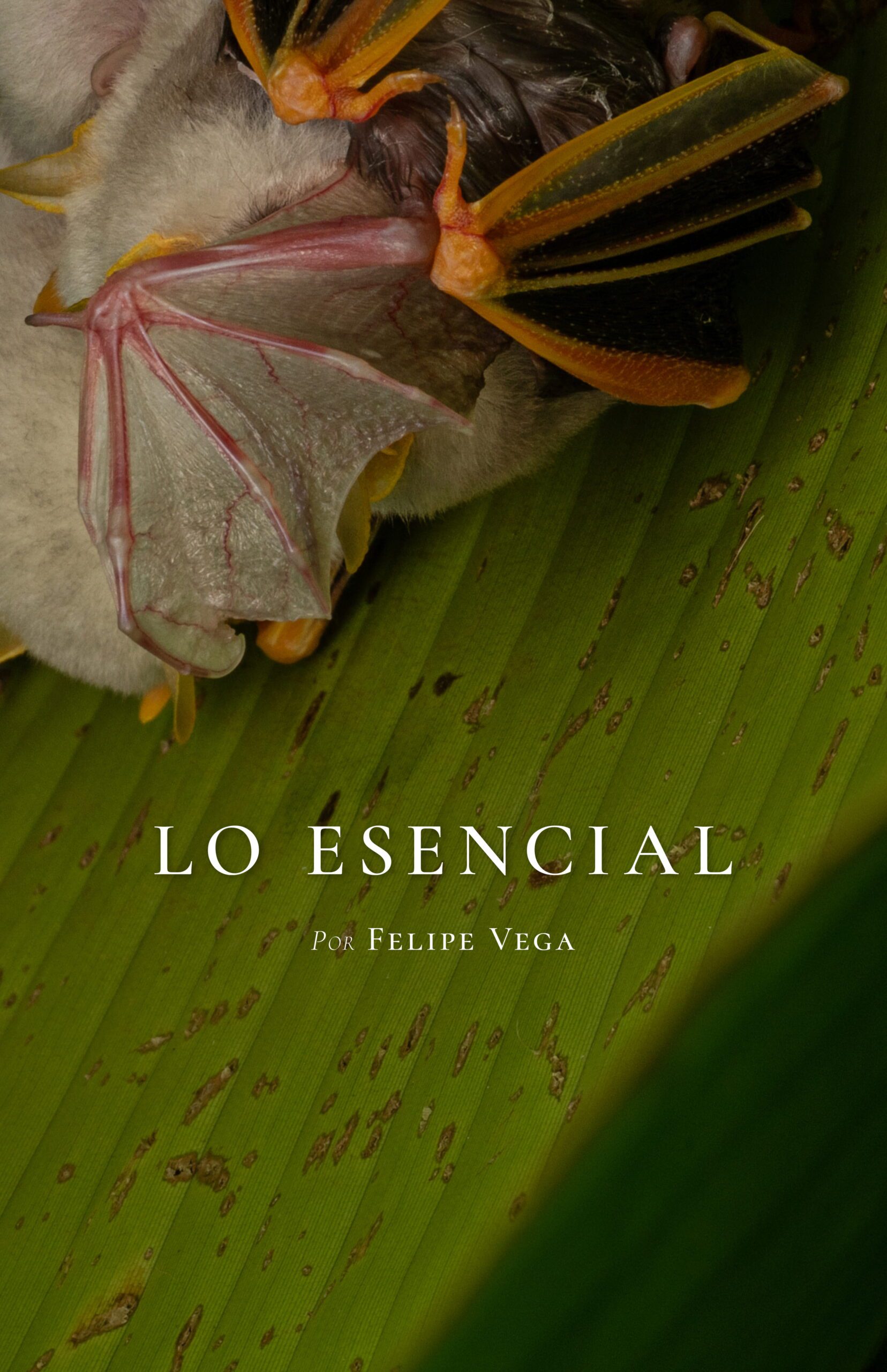 Lo esencial