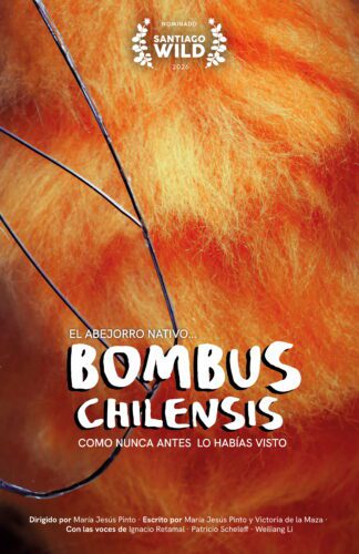 Bombus Chilensis