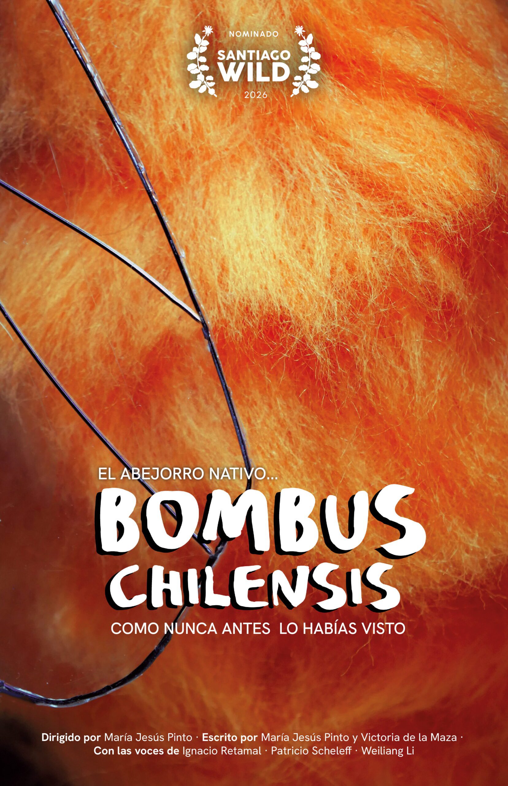 Bombus Chilensis