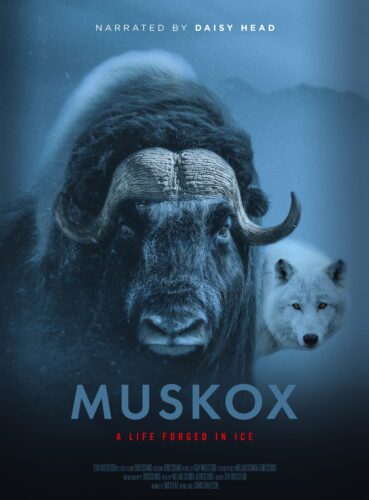 Muskox