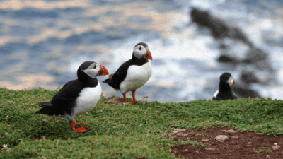 Wild Hope: Puffling Patrol