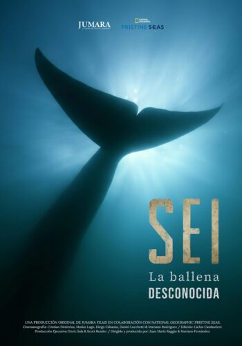 Sei, la ballena desconocida
