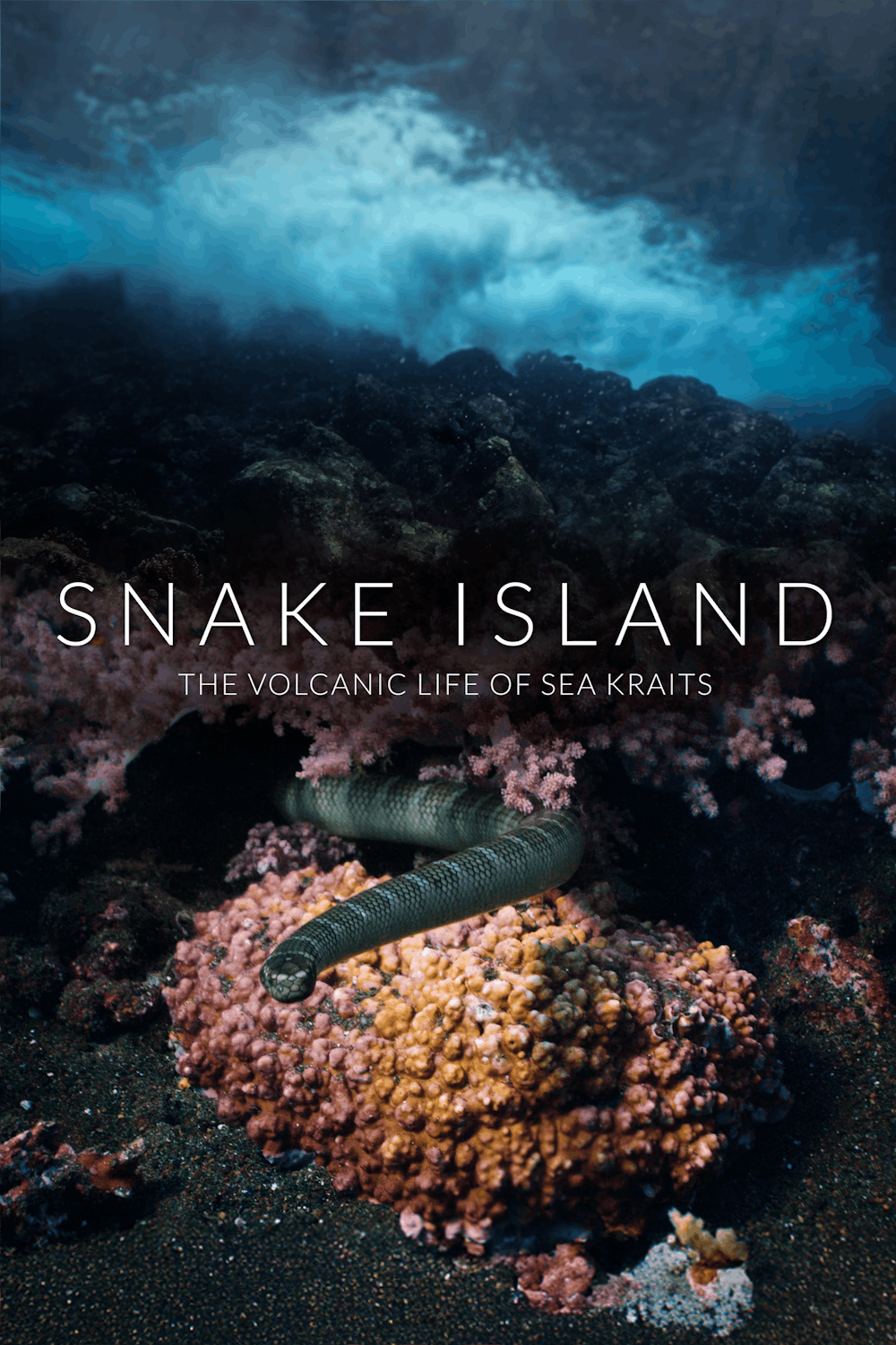 Snake Island: The Volcanic Life of Sea Kraits