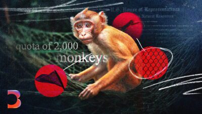 The Dirty Business of Monkey Laundering