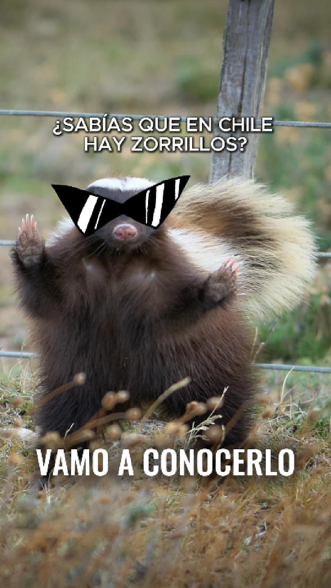 ¿Zorrillos en Chile? El Chingue
