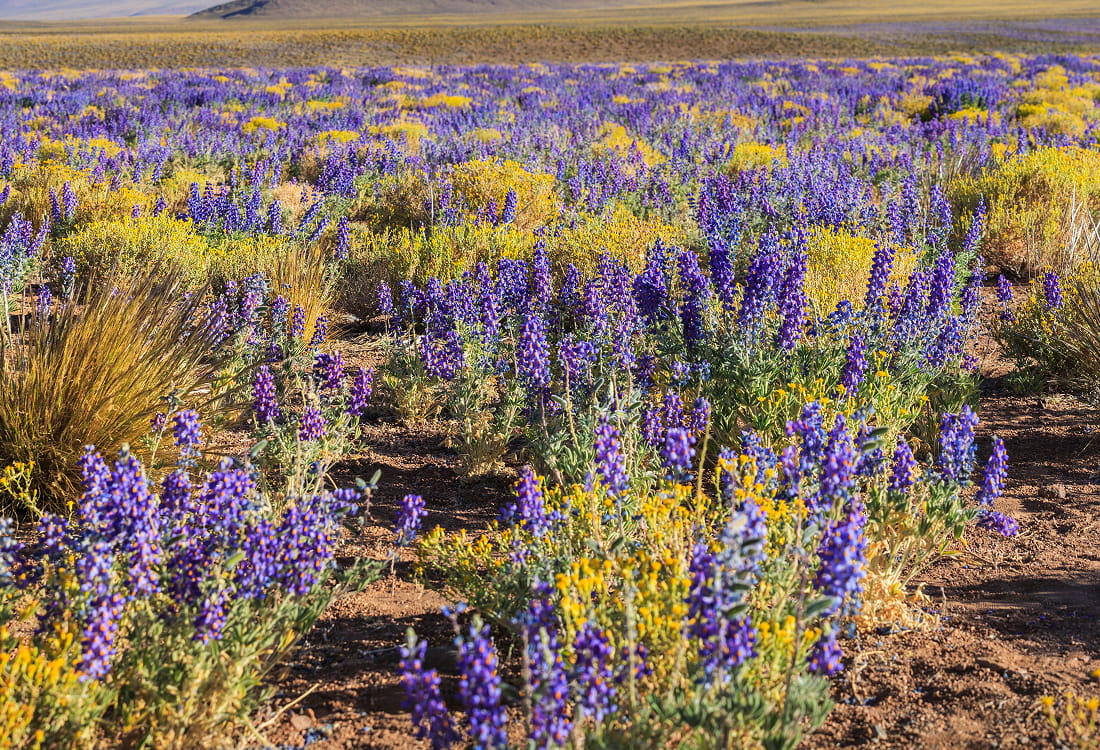Del tema a la historia: cómo convertir ideas en historias de ciencia y naturaleza