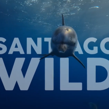 Santiago Wild 2026: la naturaleza se toma la pantalla